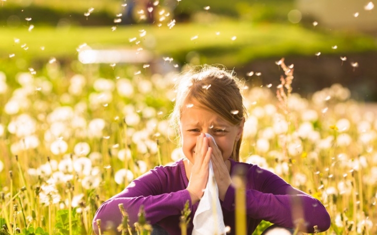 Pollen jelentés