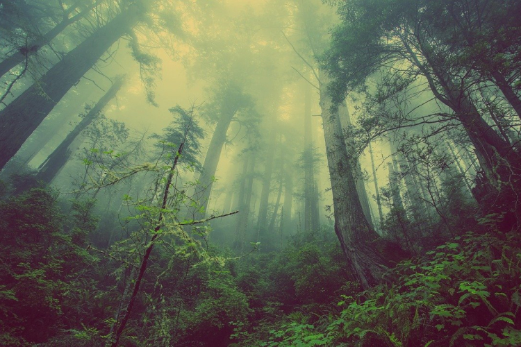 A magyar erdők az emberek egészségét szolgálják