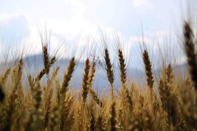 A tavaszi árpa és a búza felét már elvetették Zala megyében