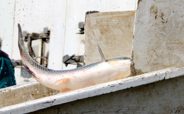 Megtelt a környei tó