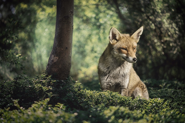 Októberben kezdődik az őszi rókavakcinázás