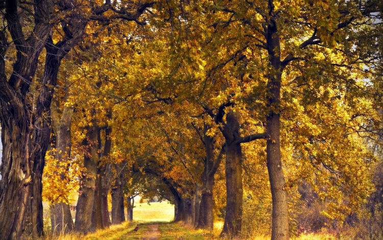 A növekvő légköri szén-dioxidra fotoszintézisük növelésével válaszolnak az idős tölgyfák