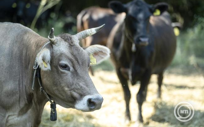 Magyar fejlesztés javíthatja az állatjólétet és a hatékonyságot a tejtermelő gazdaságokban