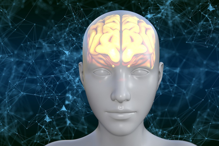 A változó éghajlat befolyásolta az ember testének és agyának méretét