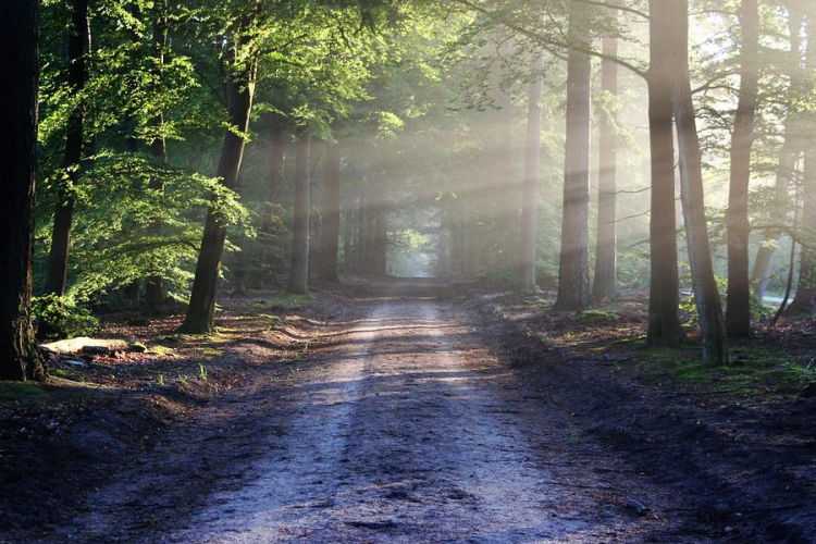 Áder János az erdőgazdálkodásról beszélgetett új podcastjában