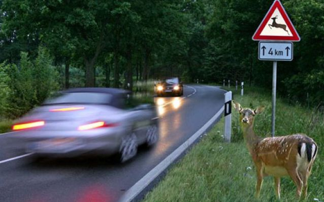 Előzzük meg a vadbaleseteket