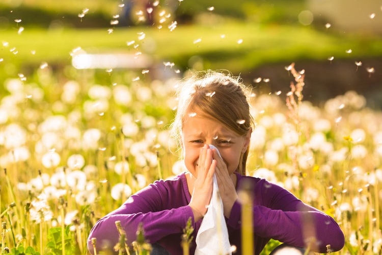 Pollen jelentés