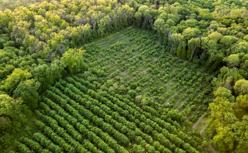 Országos szinten folytatódik a városi erdők fejlesztése